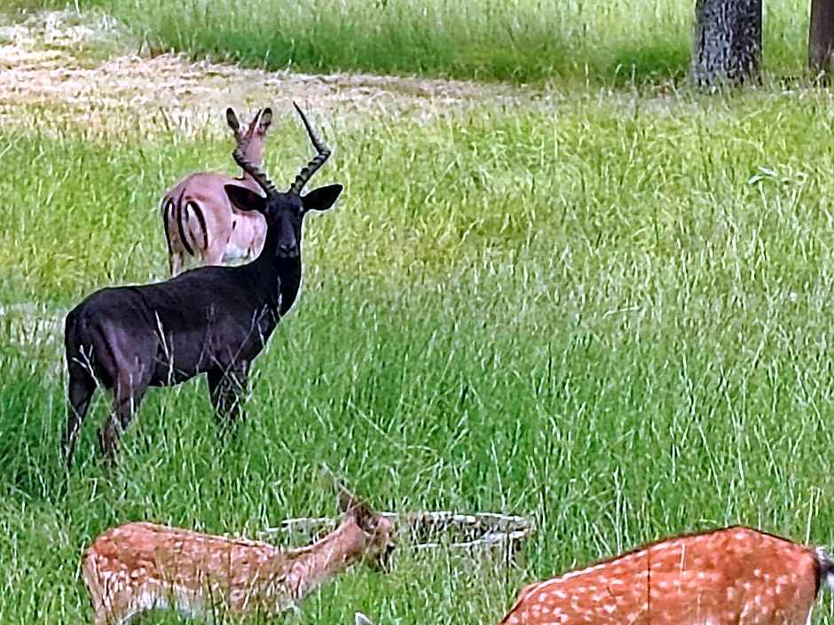 Airport Bird & Game Lodge