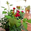 Quodlibet Guesthouse