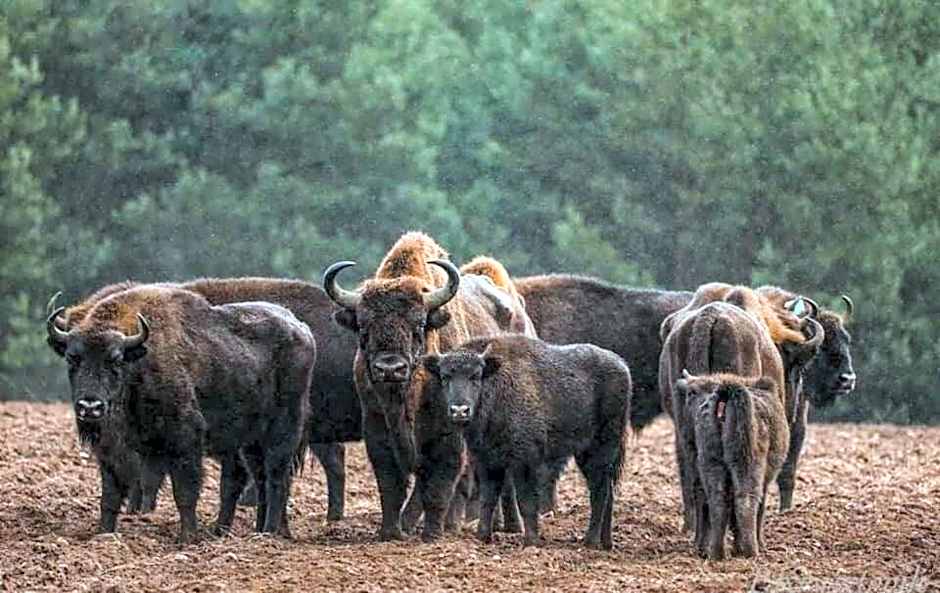 Gościniec Biebrzański