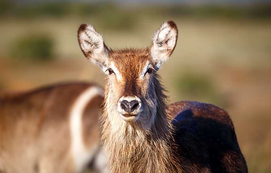 Hlosi Game Lodge - Amakhala Game Reserve