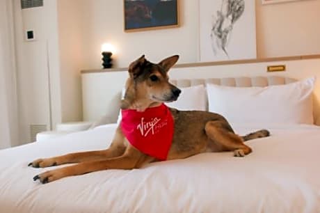 Chamber Strip View King - Dog Friendly