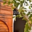 RIAD SAMAH