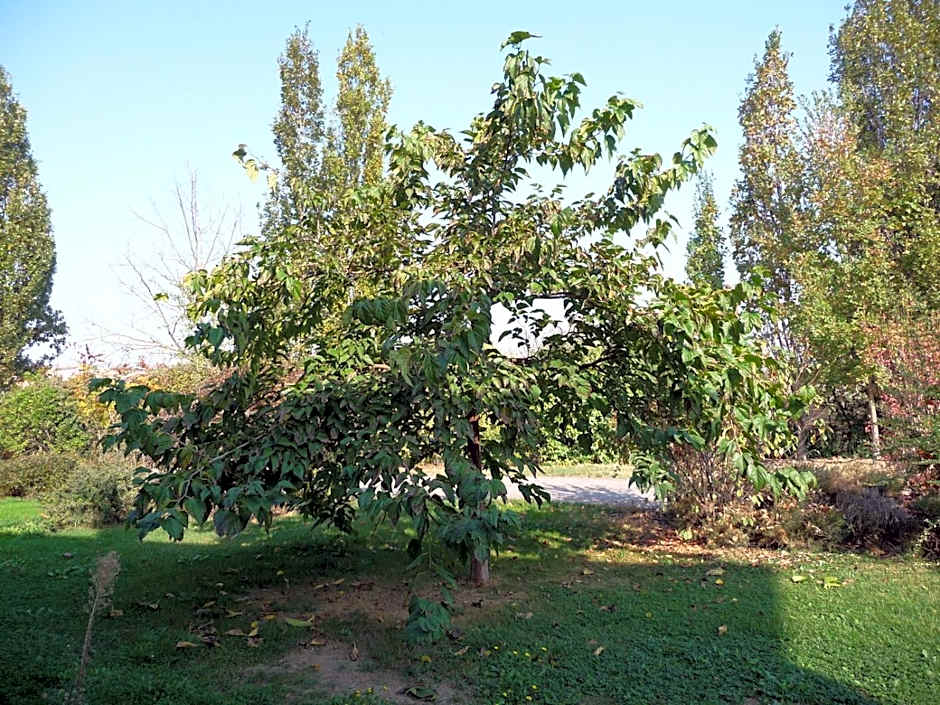 Casa Flosa Room & Breakfast