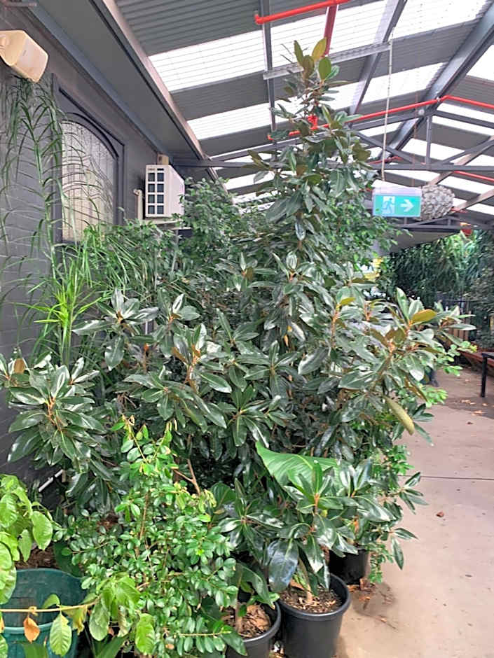 CROWN CENTRAL BUSINESS DISTRICT Motel