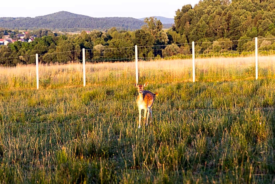 Gospodarstwo Agroturystyczne Borówkowy Bukiet Smaków