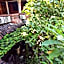 Puri Agung Homestay