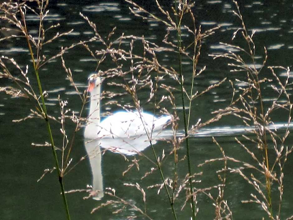 La Coutrotte Becquine