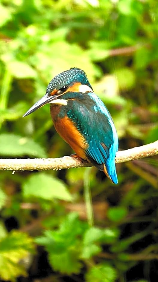 Waterfield House B&B