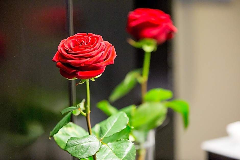 dasbreitehotel am Rhein