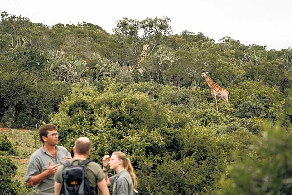 Addo Elephant Safari Lodge - Bellevue Forest Reserve