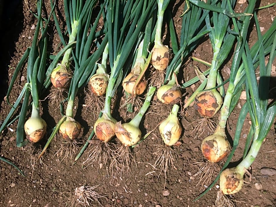 Saint Sever des Pyrenees