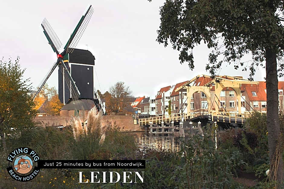 The Flying Pig Beach Hostel Age 18 to 40