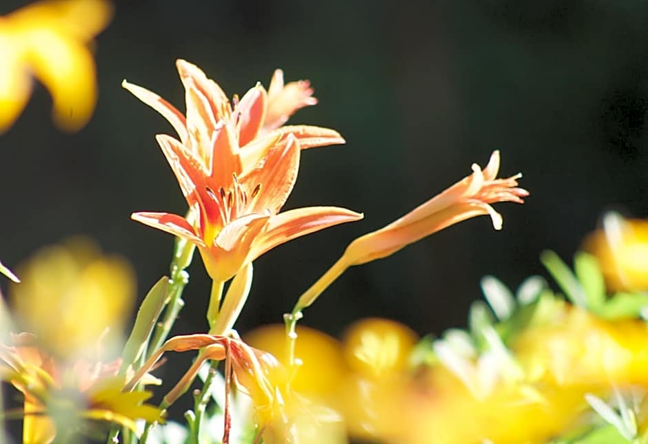 Windborne Bed & Breakfast