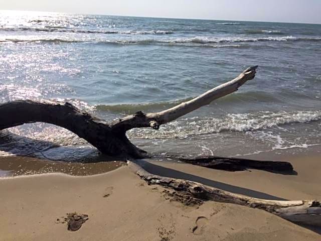 La Salamandre de Camargue