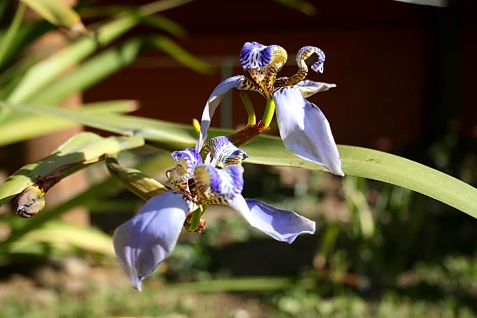 Buddy's Hostel & Pousada Alto Paraiso