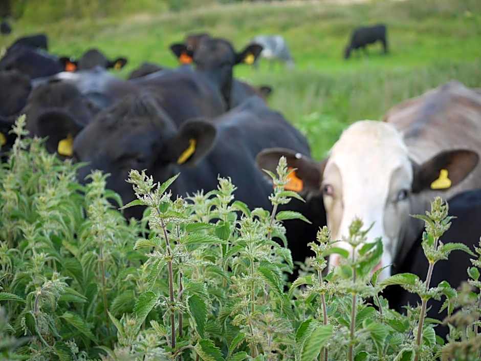 The Lodge On The Marsh