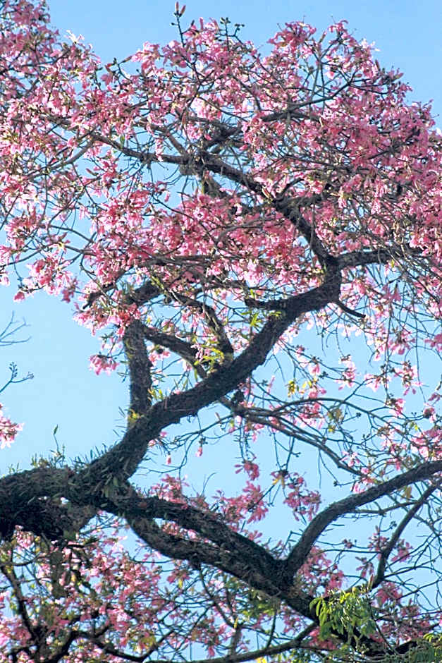 Grande Hotel Petrópolis