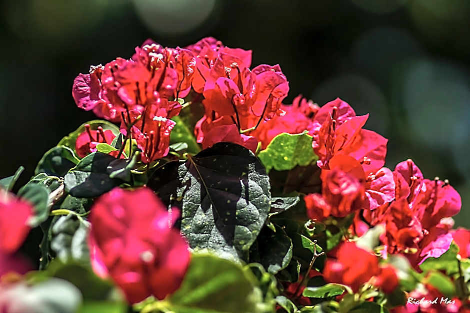 Jardim Secreto