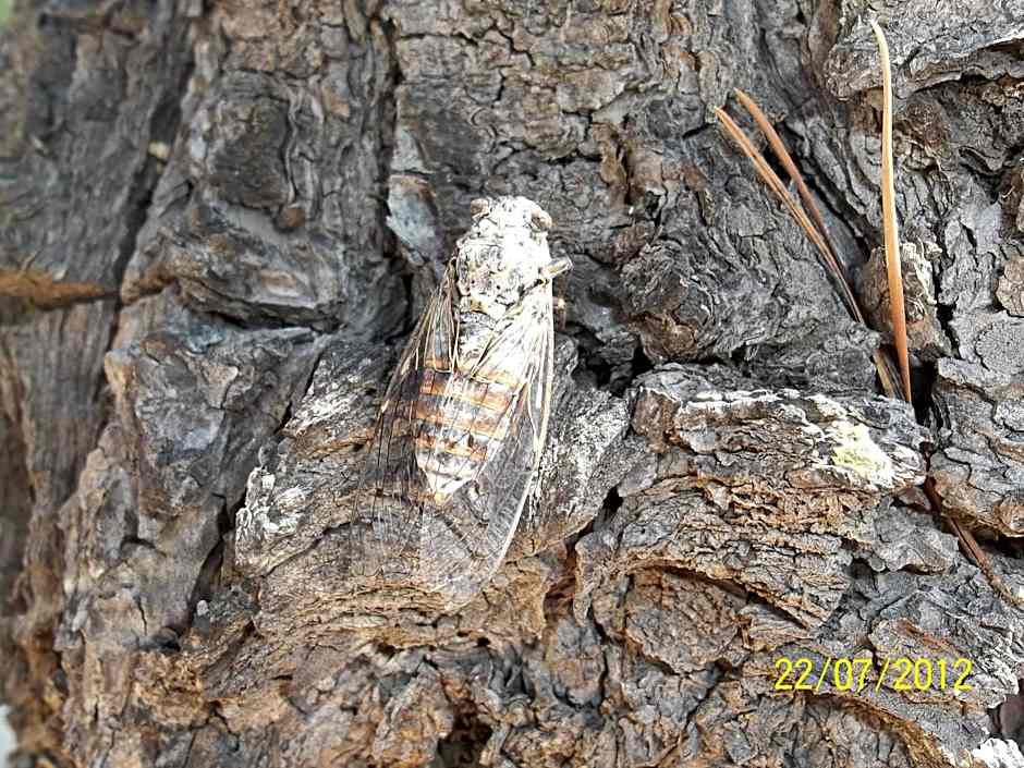 Hôtel Le Clos des Pins