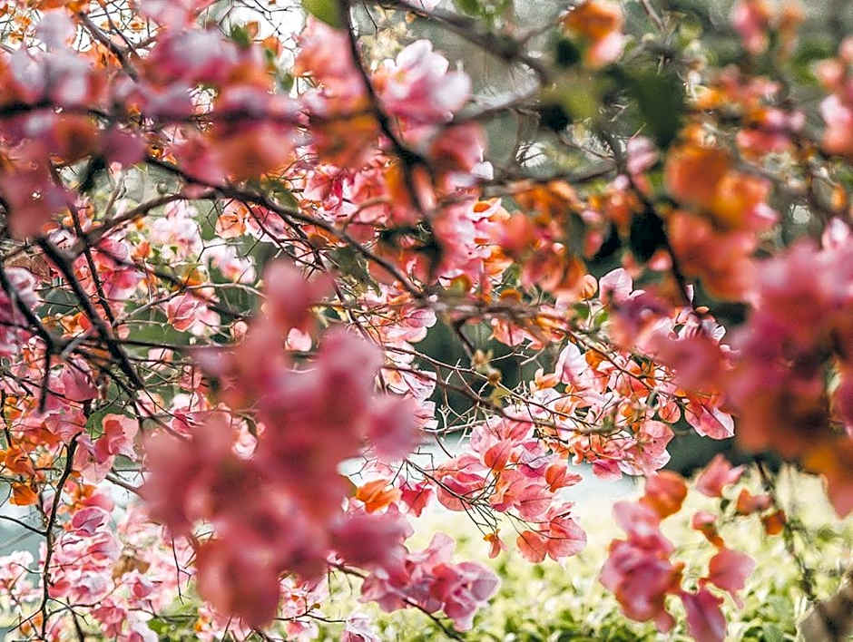 Noosa Valley Manor B&B