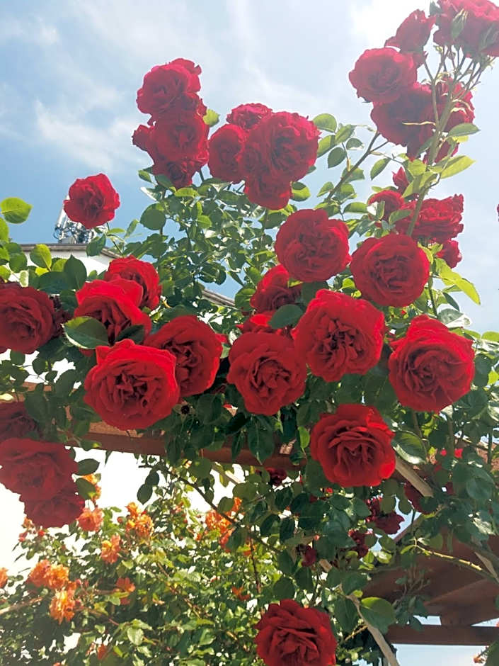 Alba Family Club Hotel