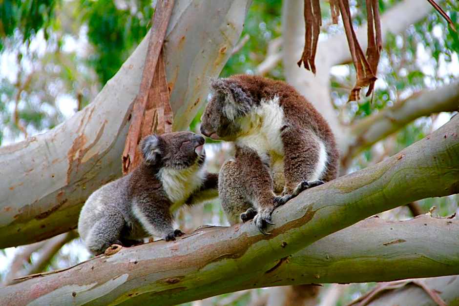 Bimbi Park - Camping Under Koalas