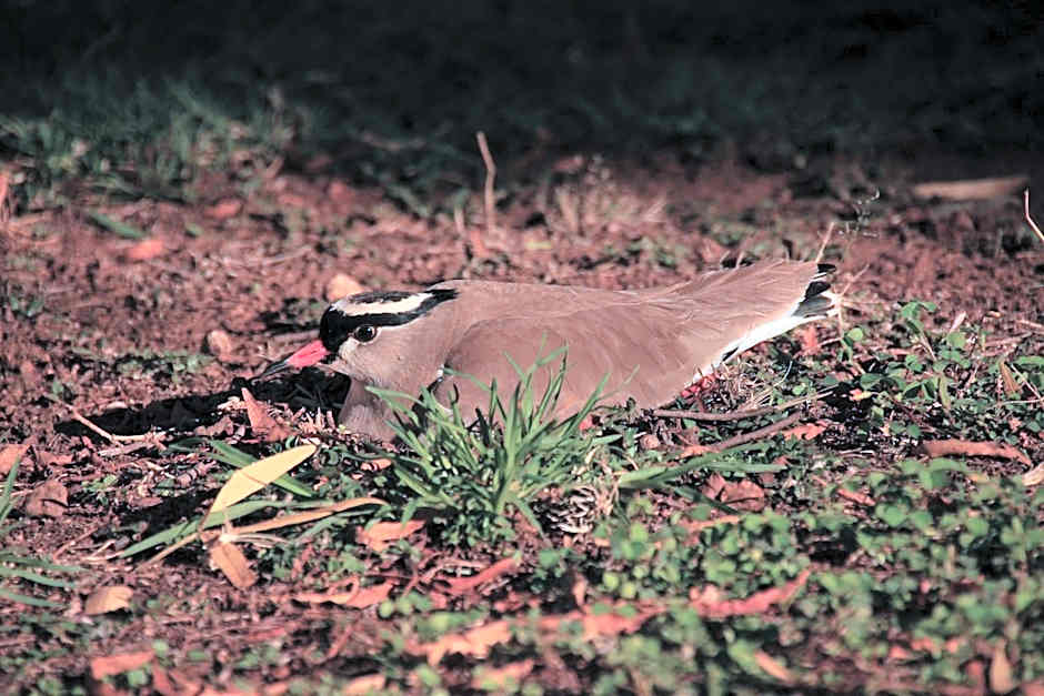 Kievits Kroon Country Estate and Spa