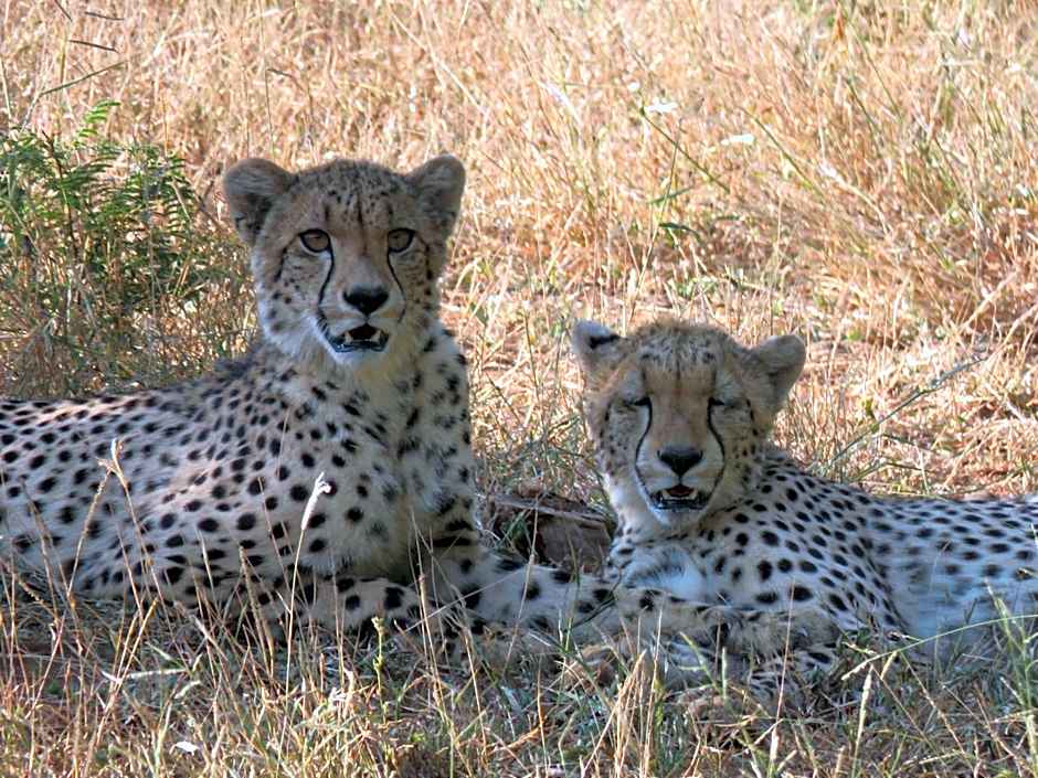 Sable Creek Safari Lodge
