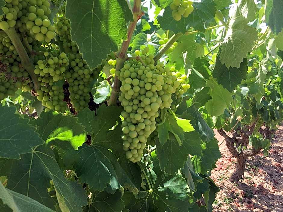 Masia Can Canyes & Spa