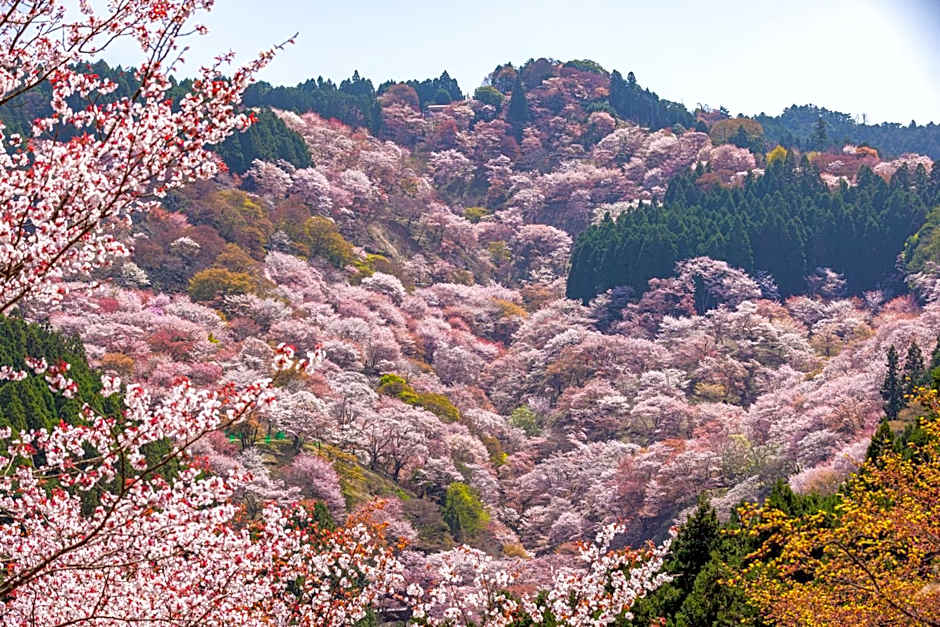 Marufukuro