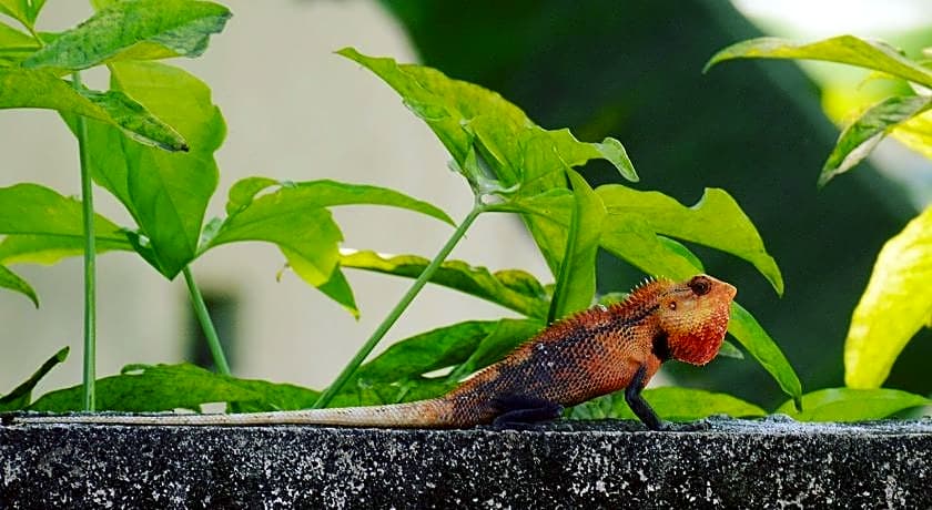 Tiger shark Residence 