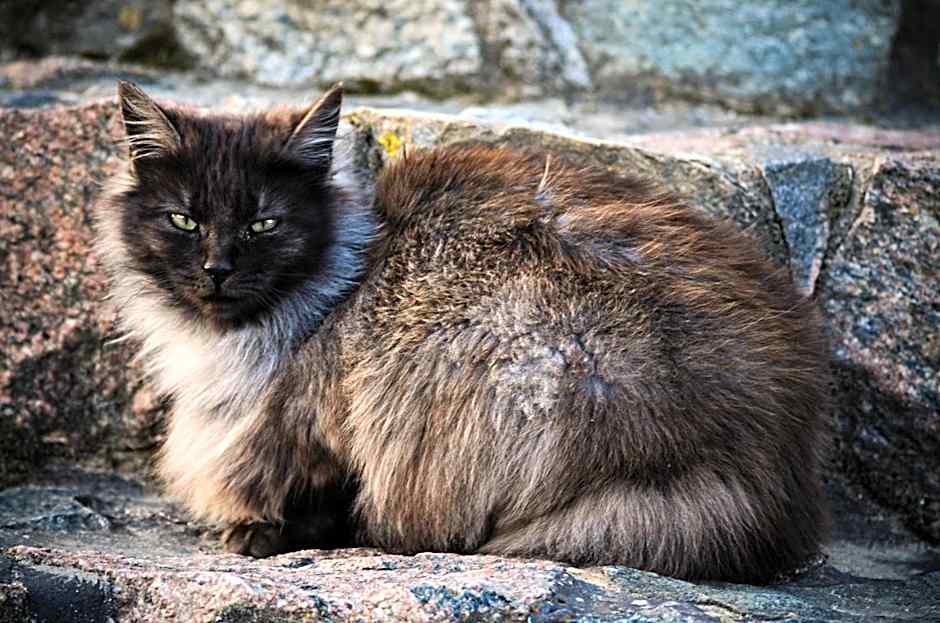 Targowski Dwór Mazury