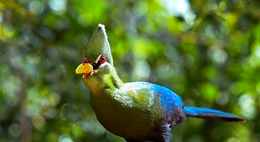 Forest Hill Wilderness