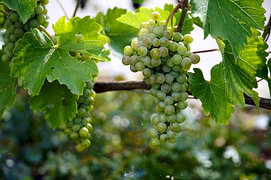 Mühlengarten by Relax Inn