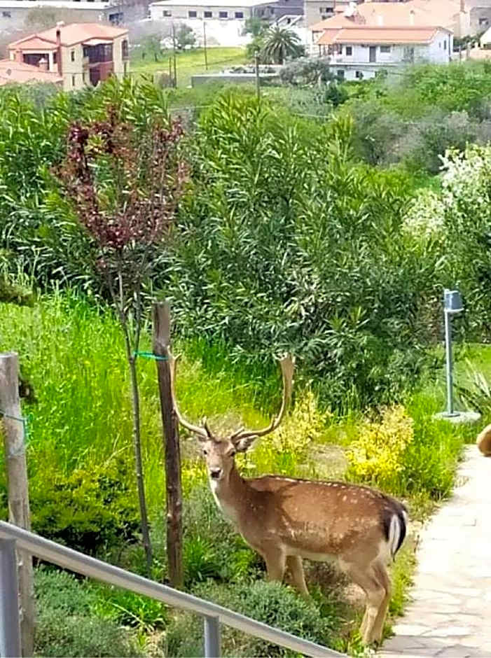 Afrodite Hotel Apartments