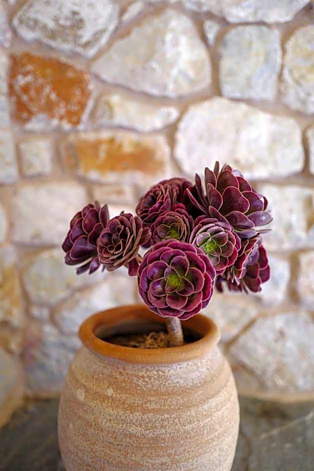 Phisis Nature Retreat