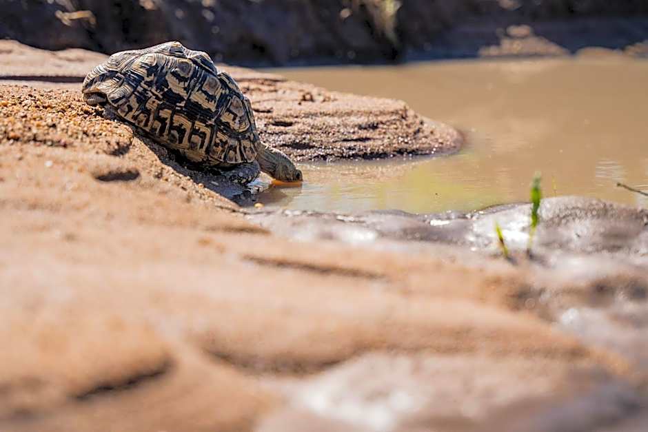 Thornybush Game Lodge