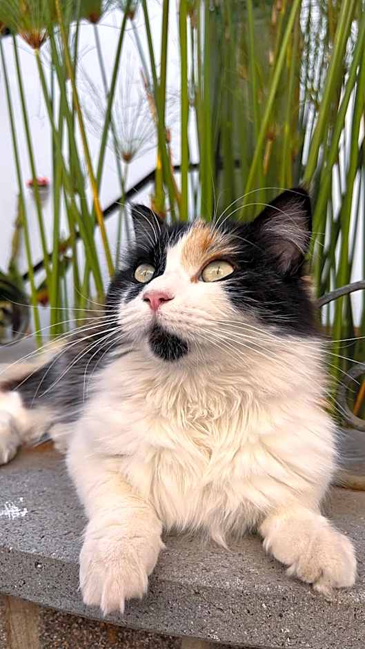 Hotel rural casona Santo Domingo