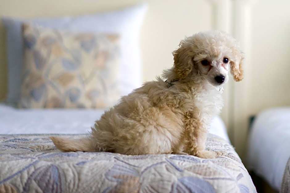 First Euroflat Hotel