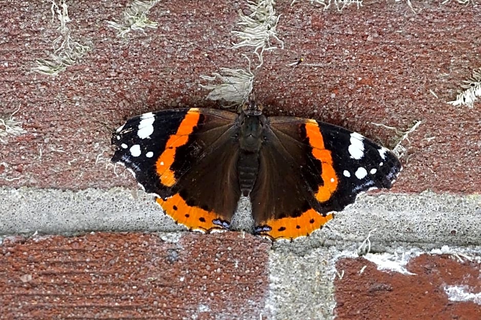 Beekse Brink