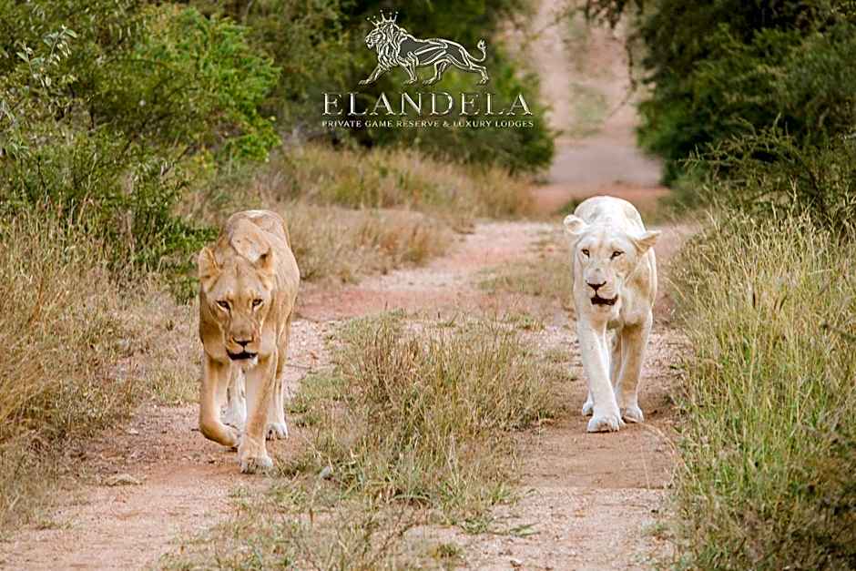 Elandela Private Game Reserve and Luxury Lodges Pty Ltd
