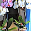 Guglielmo room's B&B