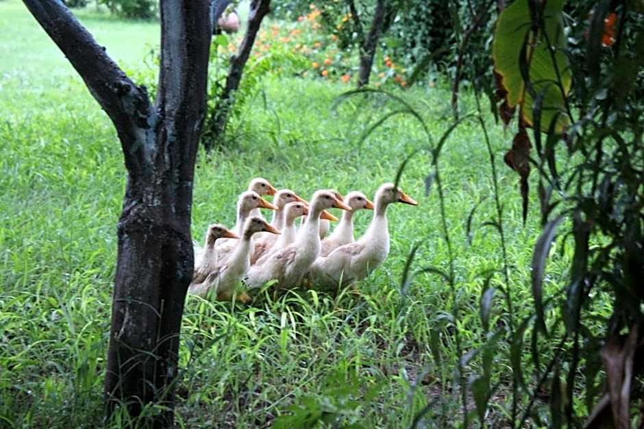 Cirali Armira Bungalow