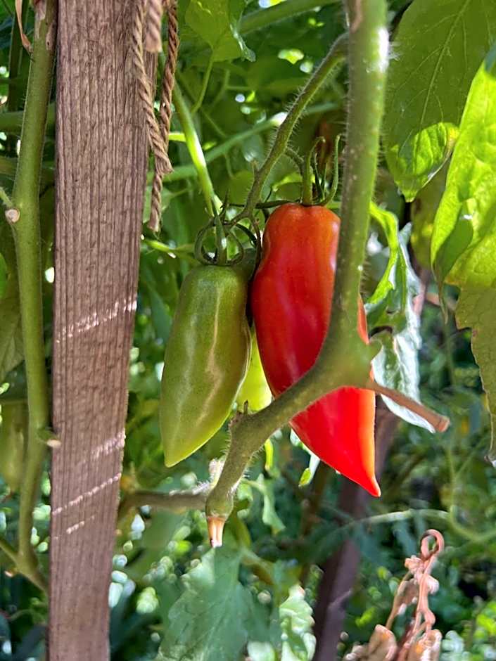 Ron De Mar - FLAMINGO