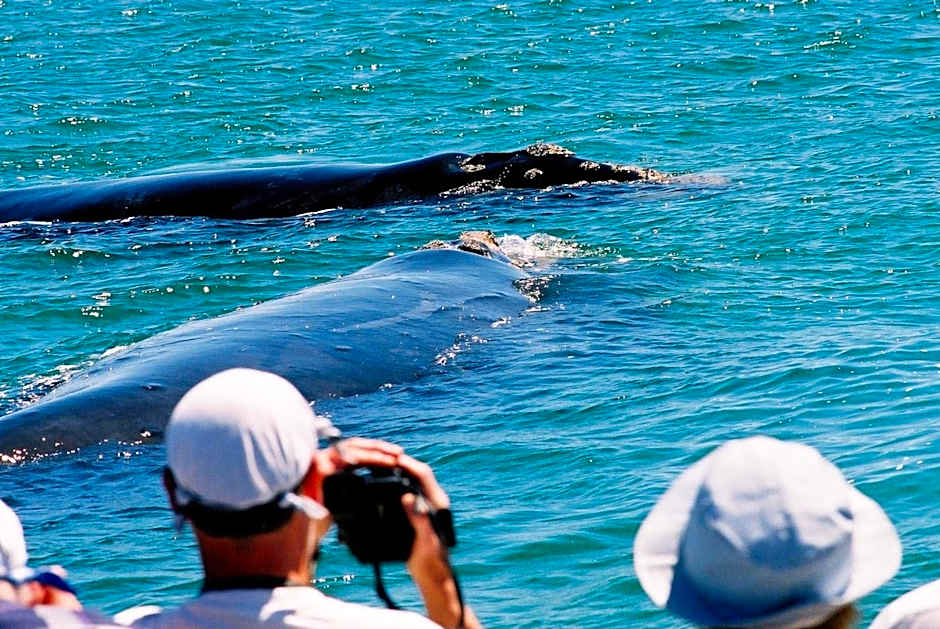 The Whale on Main B&B