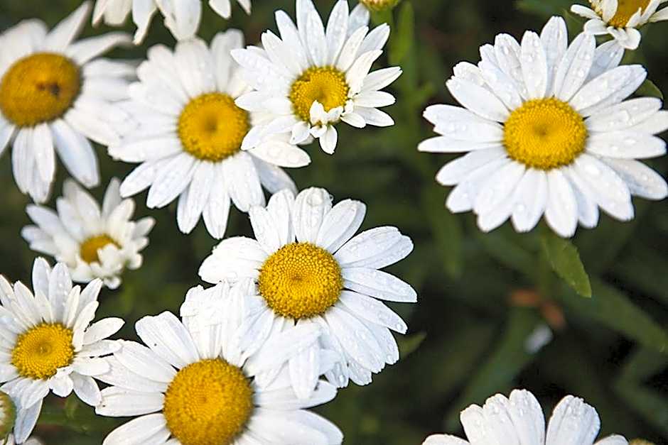 Casa Gallina - An Artisan Inn