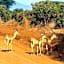 Tausa Tsavo Eco Lodge