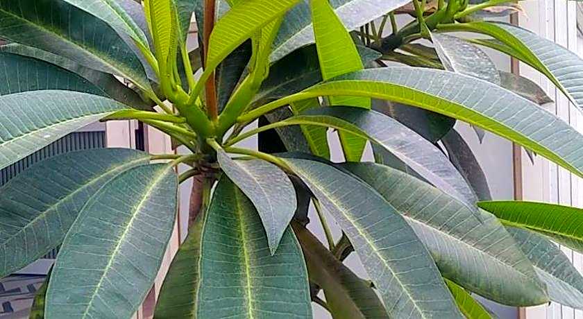 The Jais Boutique Stay