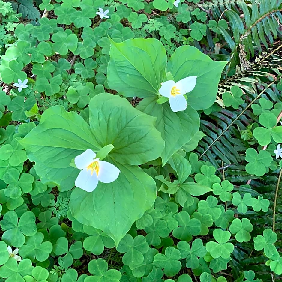 Mountain Meadows Inn & Chalet Suites