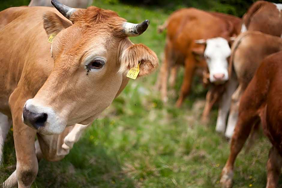 Familiengut Hotel Burgstaller